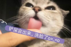 娱乐吃瓜酱猫妈,揭秘娱乐圈背后的温馨故事