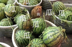 娱乐吃瓜头像高清图,带你领略潮流风尚