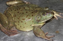 娱乐吃瓜酱牛蛙,揭秘娱乐圈那些鲜为人知的幕后故事