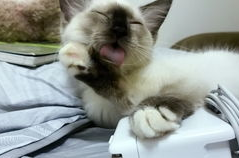 吃瓜娱乐酱社恐猫,揭秘社交恐惧的萌宠——社恐猫的日常生活