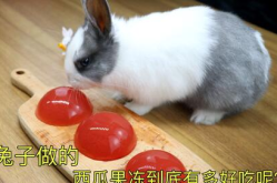 娱乐吃瓜小兔子小说,小兔子吃瓜记