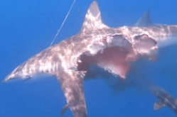 娱乐吃瓜酱鲨鱼视频,揭秘鲨鱼视频背后的秘密与趣味