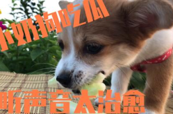 娱乐吃瓜菌狗狗