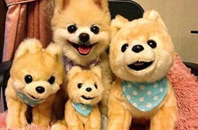 娱乐吃瓜君宠物,揭秘明星宠物的趣味生活